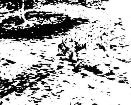 замаскированное изображение далматинца