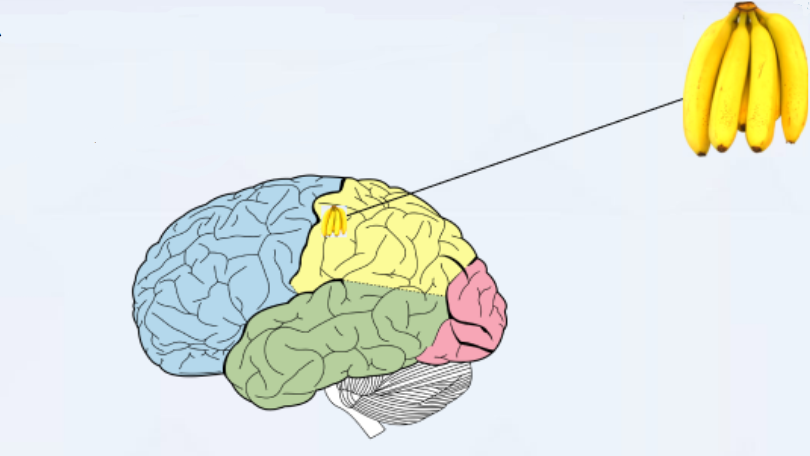 как информация поступает в наш мозг