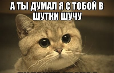 Интернет всегда был местом котиков